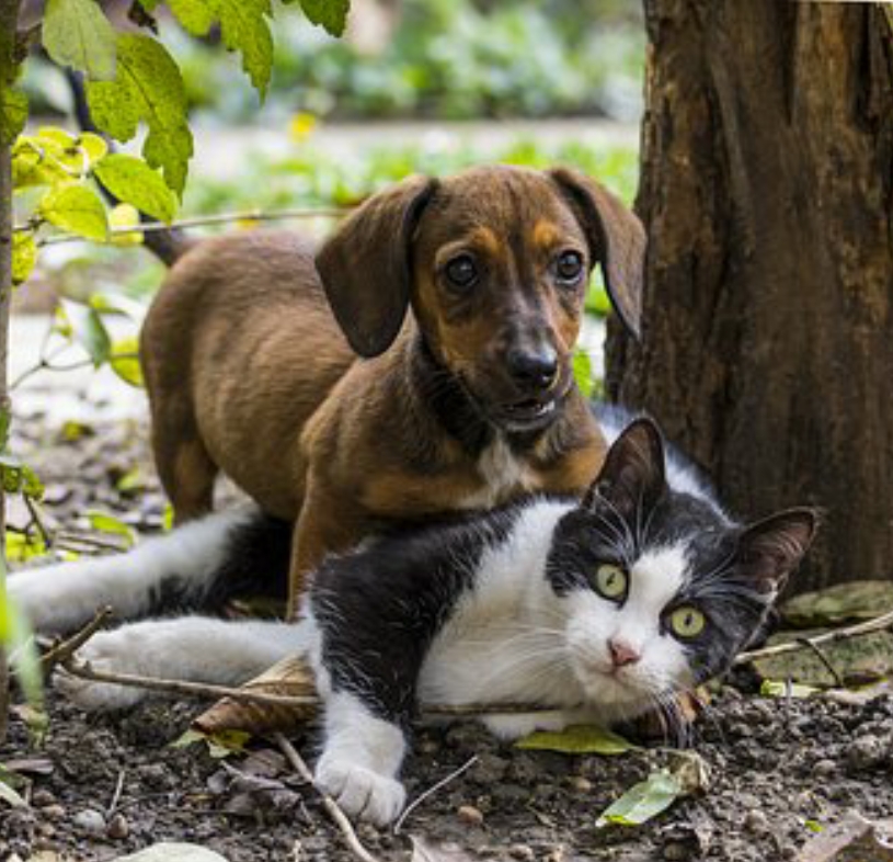 Mesabi Humane Society