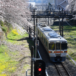 Sakura Saku