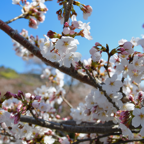sakura sakura