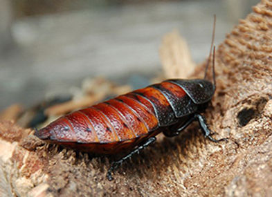 Hissing-Cockroach-1-1.jpg