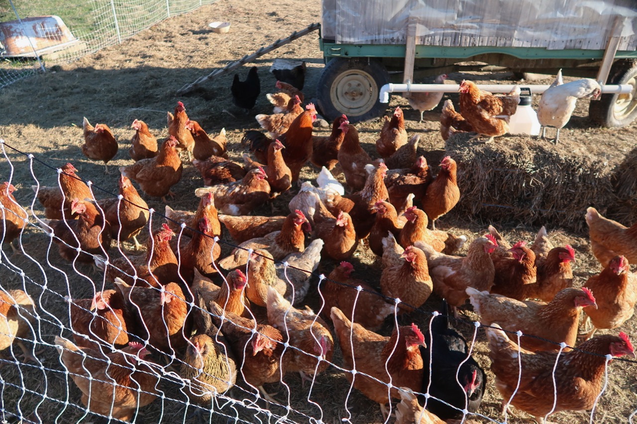 Pastured Eggs Woods Edge Farm United States