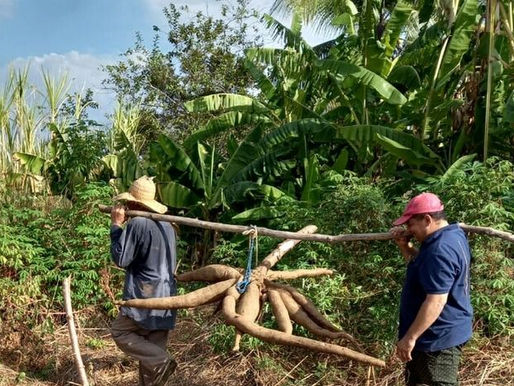 Agricultor colhe macaxeira com mais de 30 kg na Paraíba