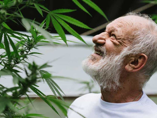 Ricardo Petraglia mostra pés de maconha e avisa aos amigos: 'Não posso dar'.