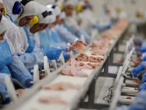 Japão suspende compras de carne de frango do ES após gripe aviária em fundo de quintal