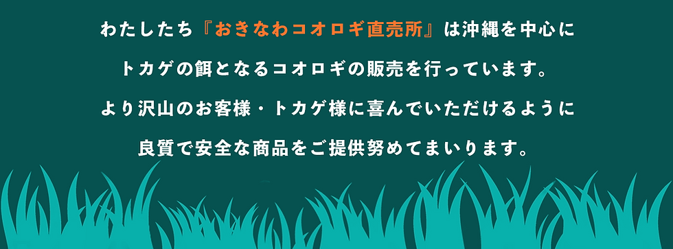 沖縄でコオロギの配送販売をしています