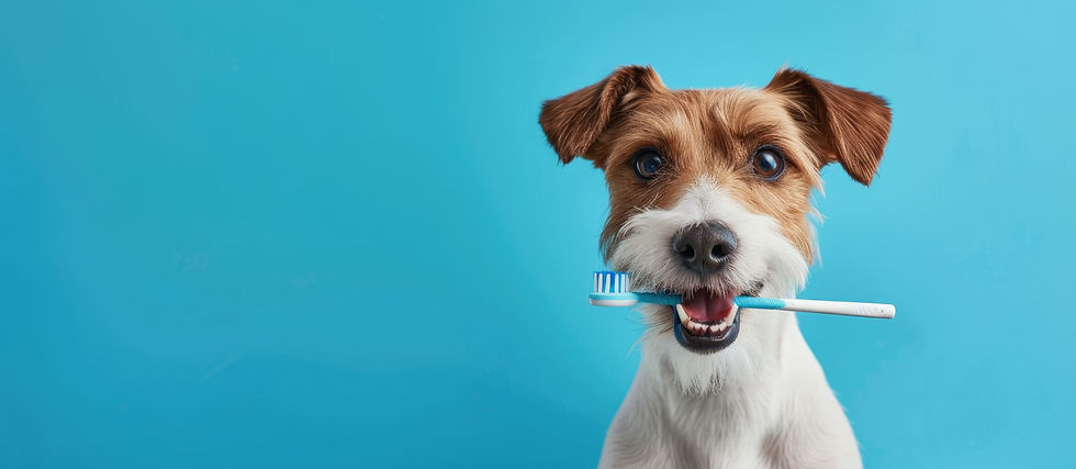 Dog brushing teeth