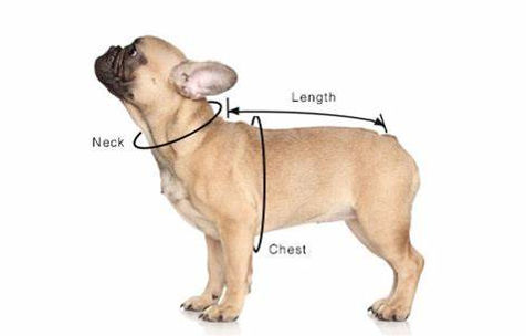 measure your dog.jpeg