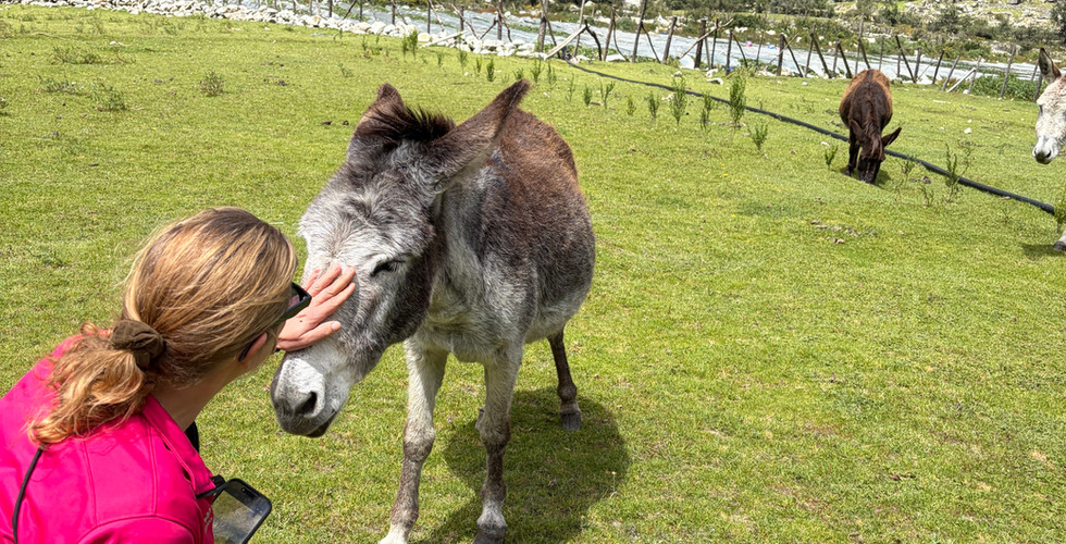 A woman we befriended petting the donkey moments before it bit me.