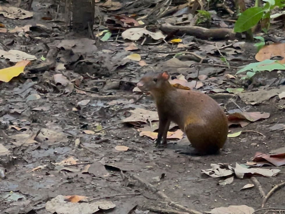 Tortuguero National Park (Image Credits: Cecilia Markley)