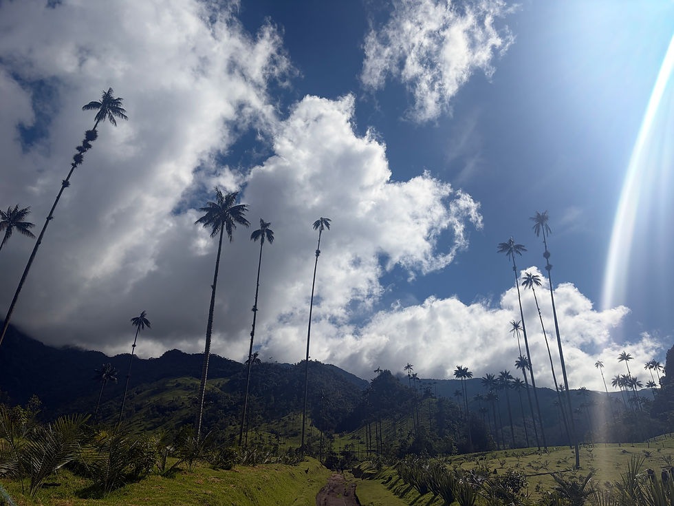 View of Valle de Cocora while walking up to the main viewpoint. (Cecilia Markley)