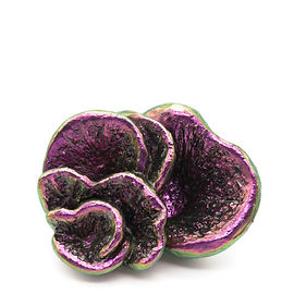 Karposoma