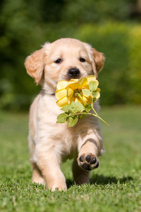 5 WAYS TO KEEP YOUR DOG HEALTHY THIS SPRING