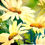 Thumbnail: Daisies by Jeanine Worthington