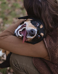 Chien dans les bras de sa maitresse qui sors la langue