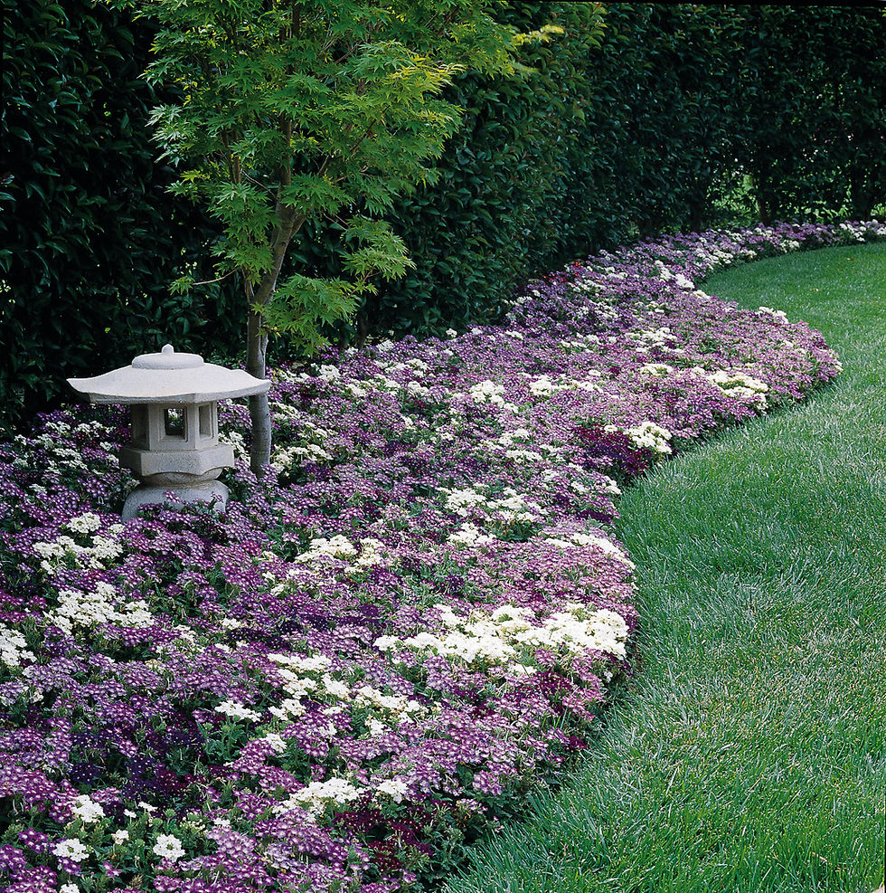 Verveine pot de 10.5cm retombante (Différentes couleurs) (Serf)