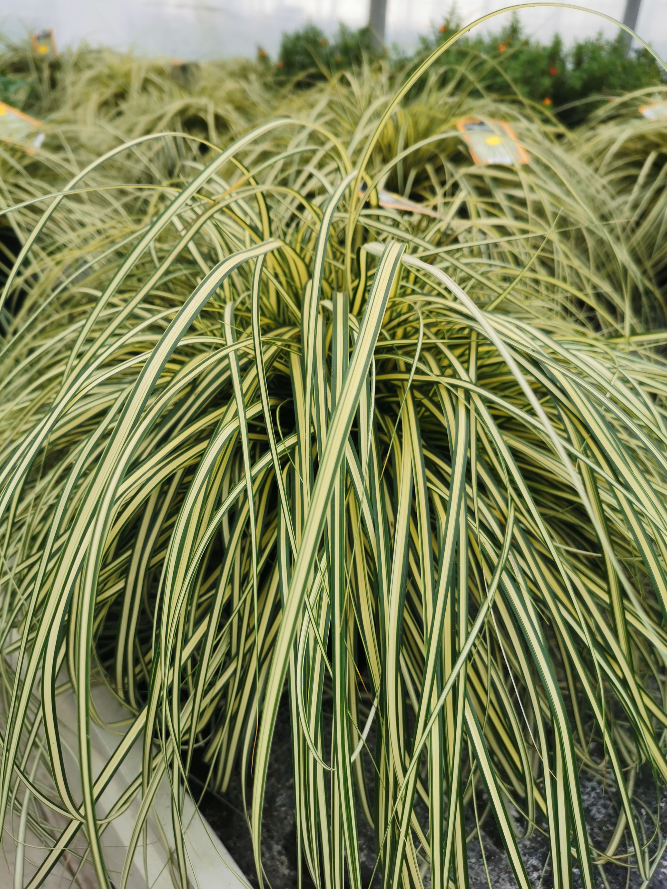Carex oshimensis pot de 18 cm