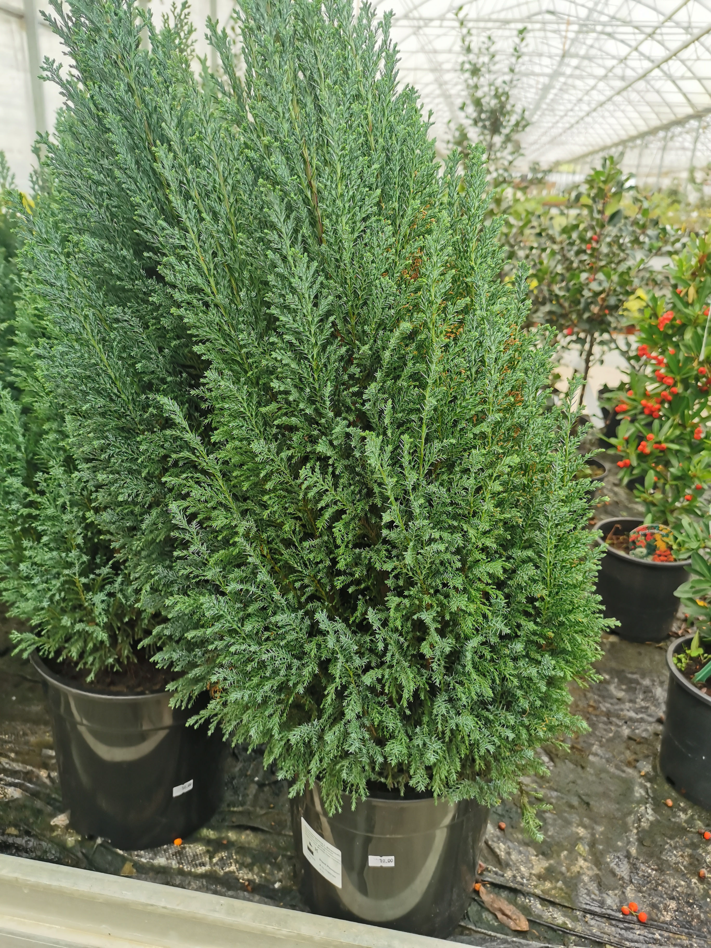 Chamaecyparis ellwoodii (Serf)