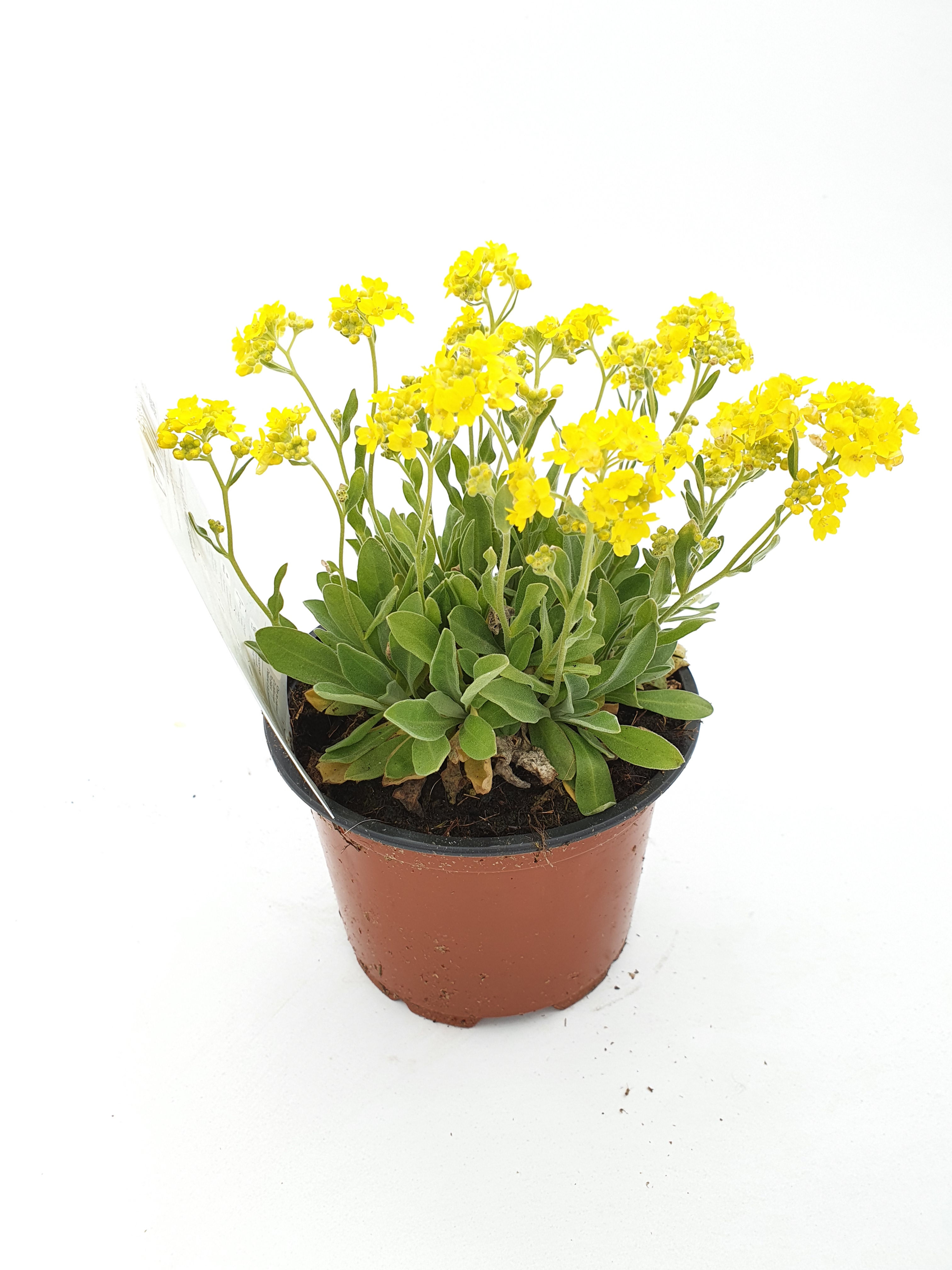 Aurinia saxatile smmit (alyssum) pot 10cm (Serf)