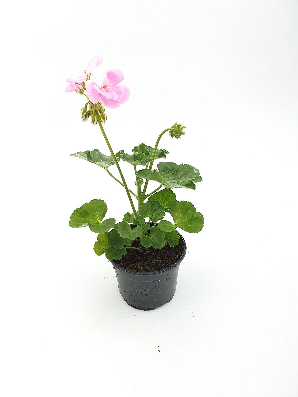 Miniature : Géranium droit pot de 10,5 cm (Pli)