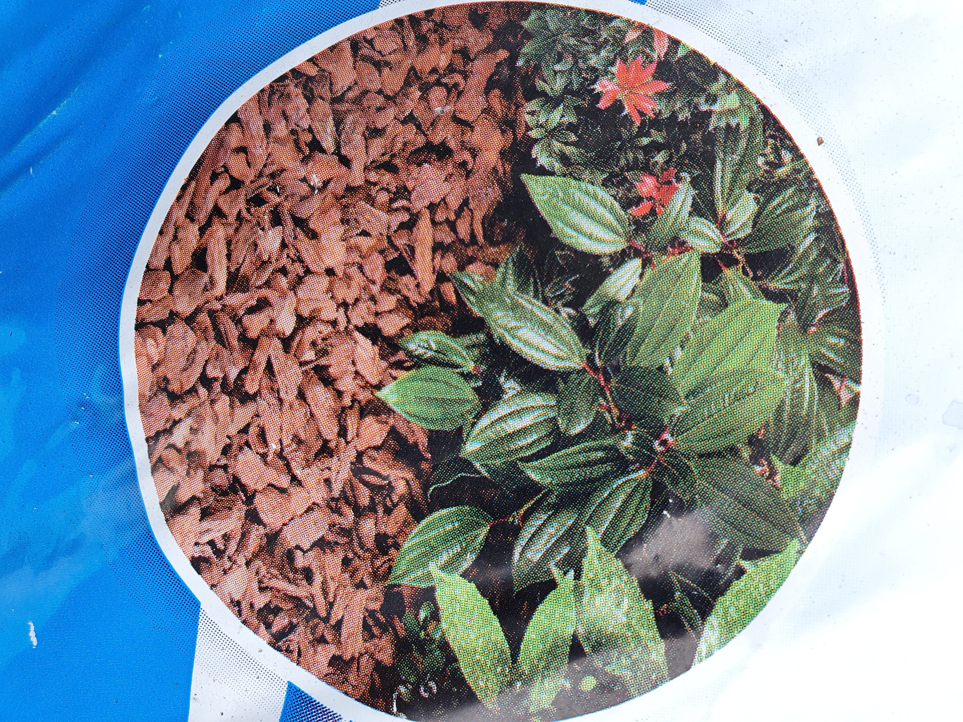 Ecorces de pin décoratives 25/35mm extra gros 60 litres (Ter)