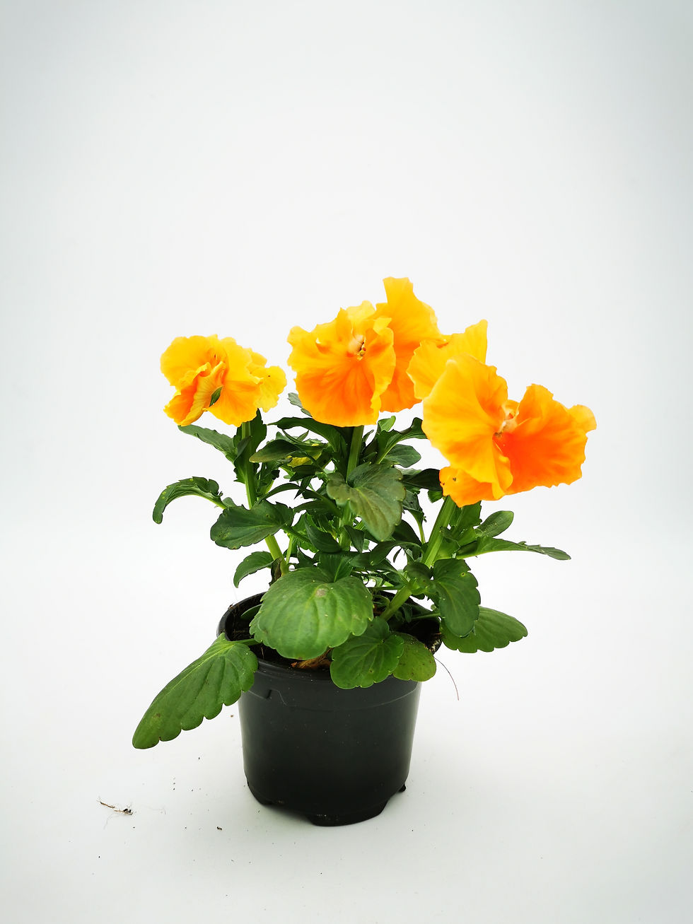 Miniature : Pensée grosses fleurs (pot de 9 cm) (Serf)