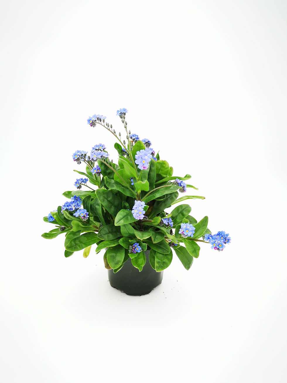 Miniature : Myosotis pot de 9cm (Serf)