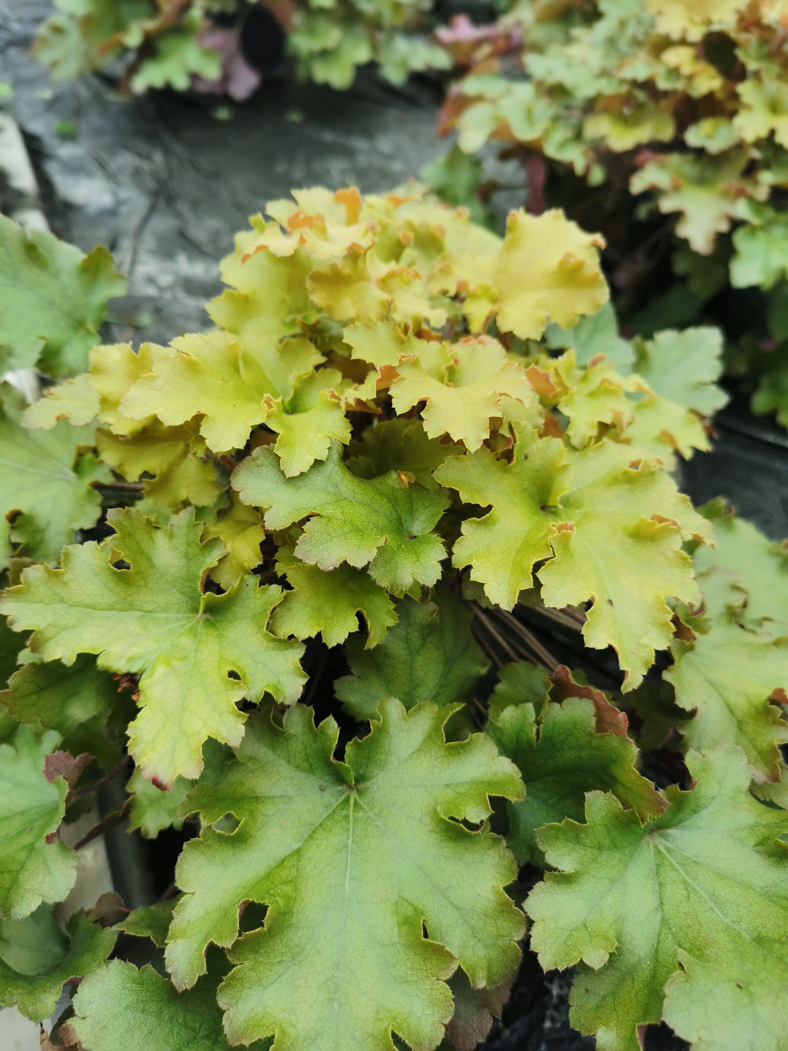 Heuchera de collection