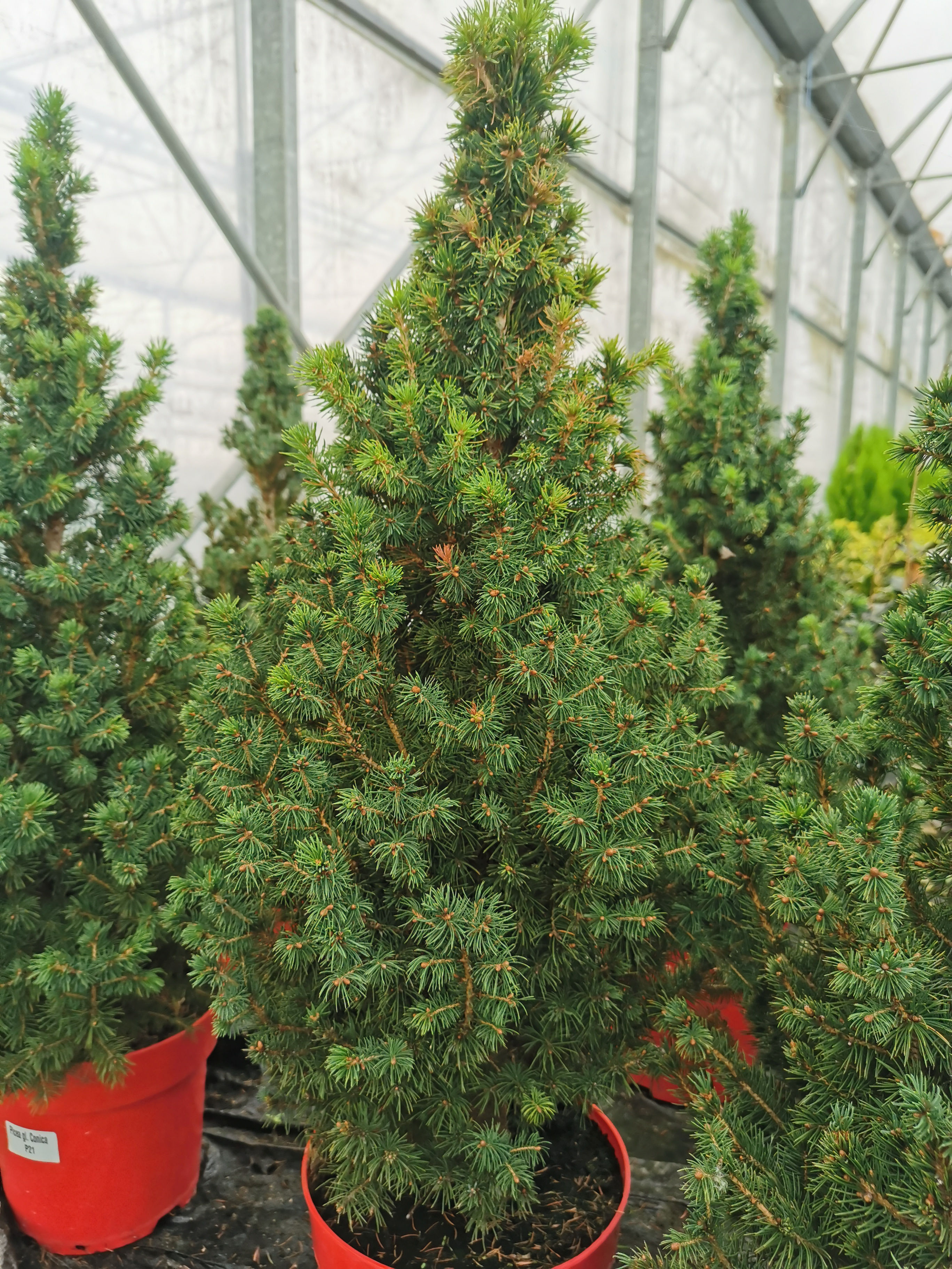 Picea gl conica (Arb)