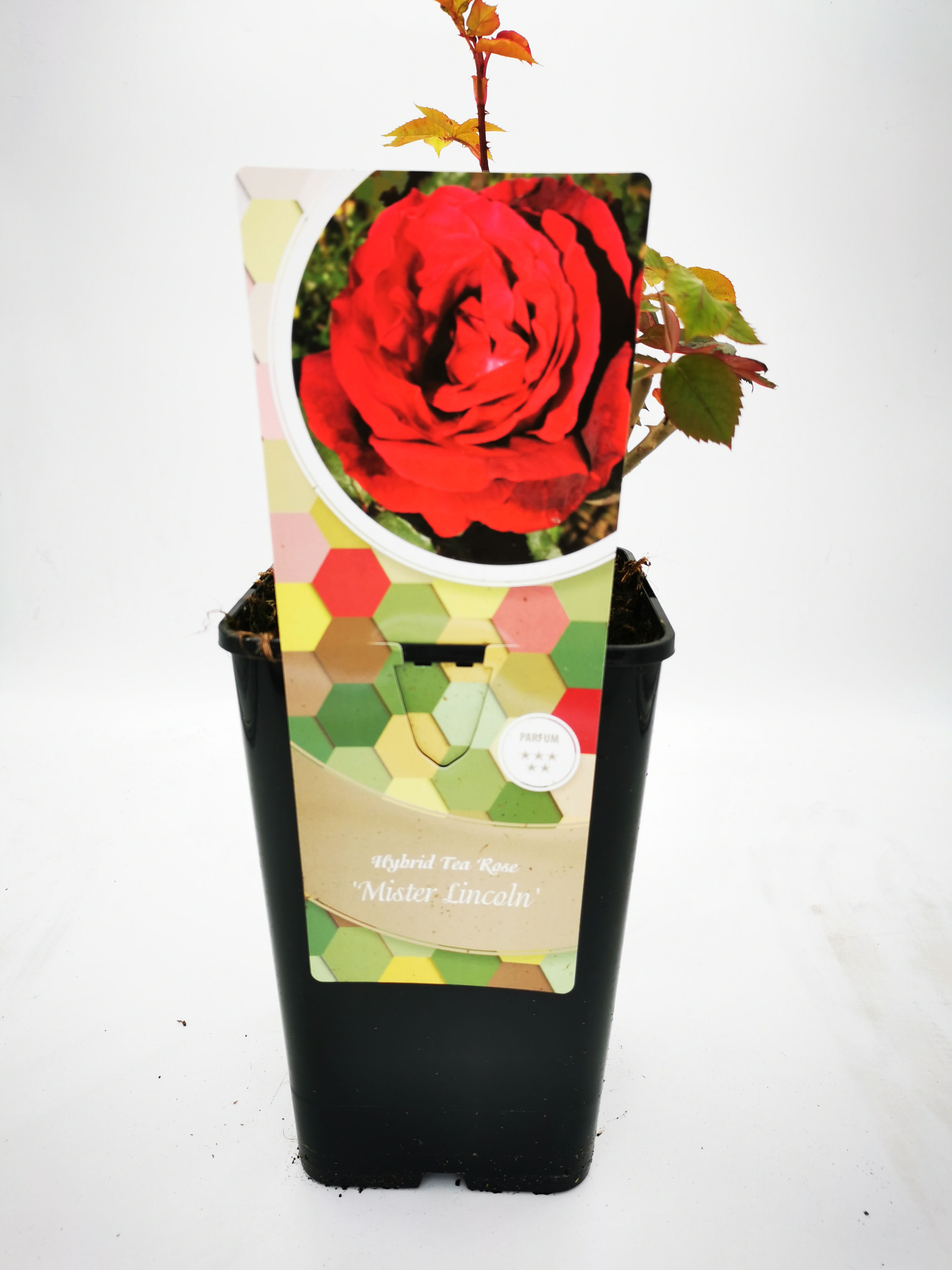 Rosier Hybrid tea rose "mister lincoln" (Arb)