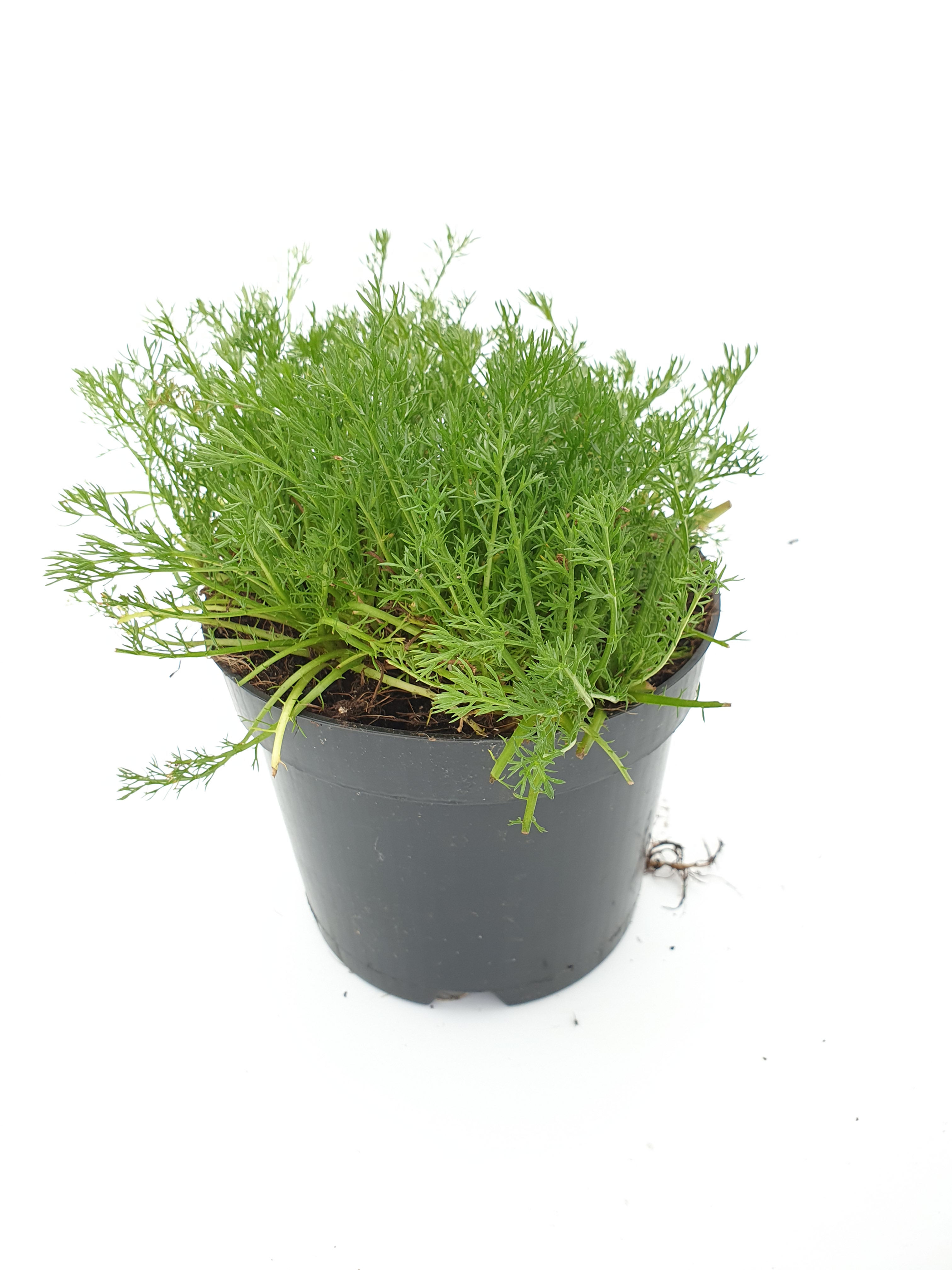 Camomille romaine pot de 1.5 L (Arom)