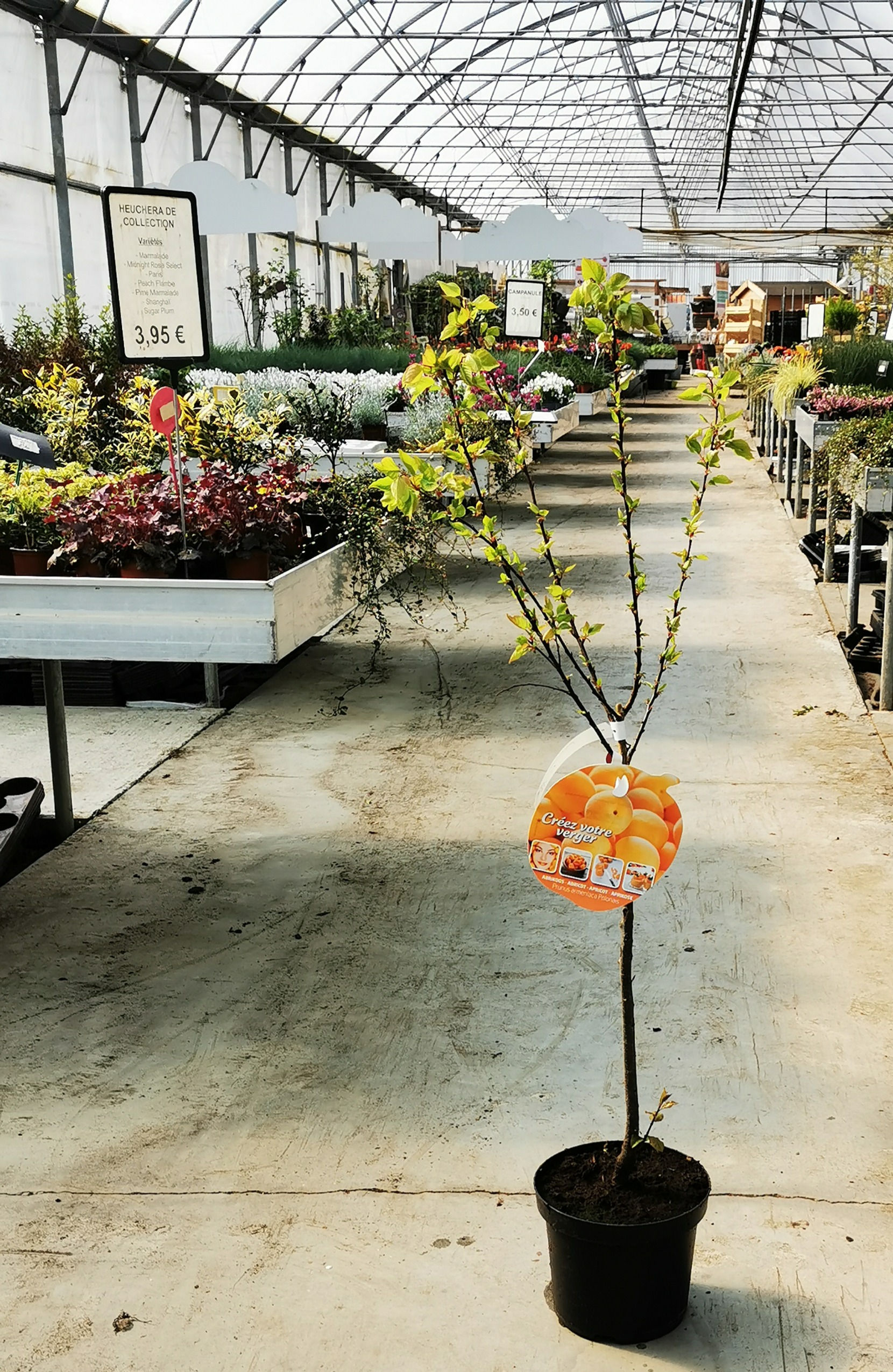 Abricotier polonais basse tige pot de 7.5 litres 