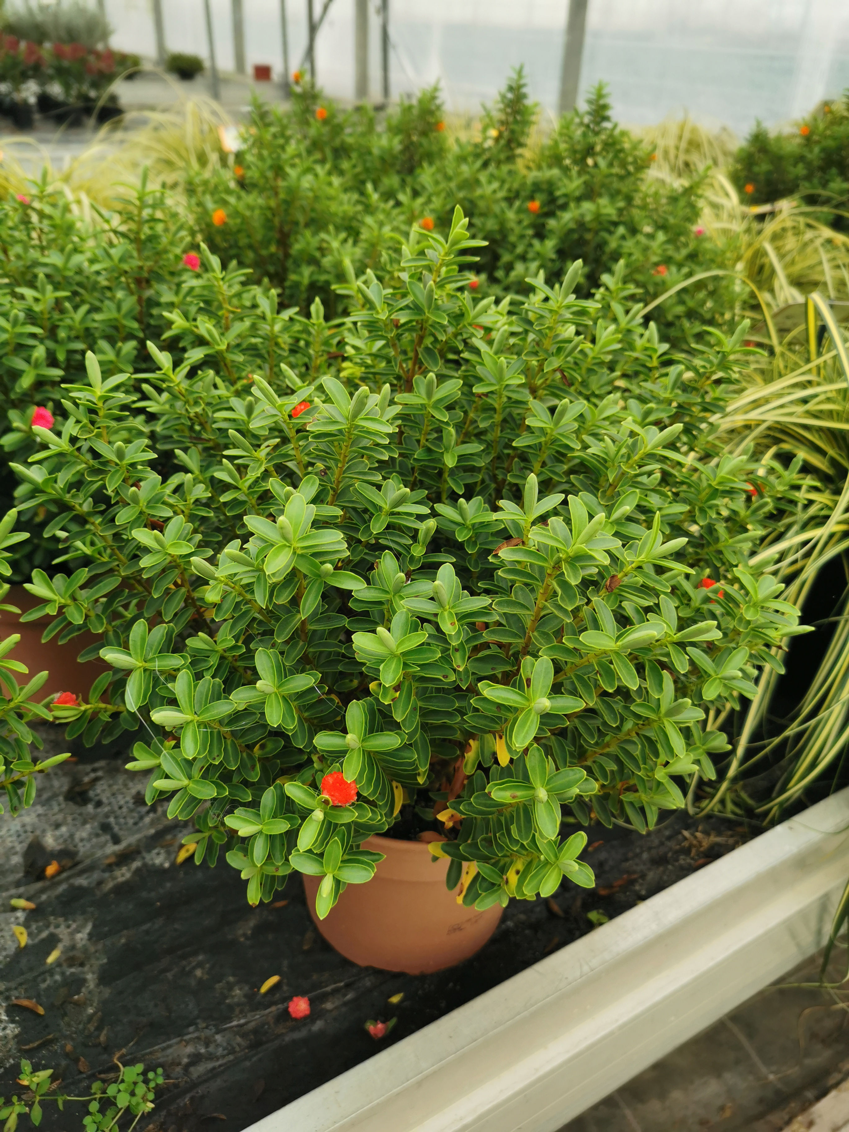 Myrthe colorée pot de 18cm (Arb)