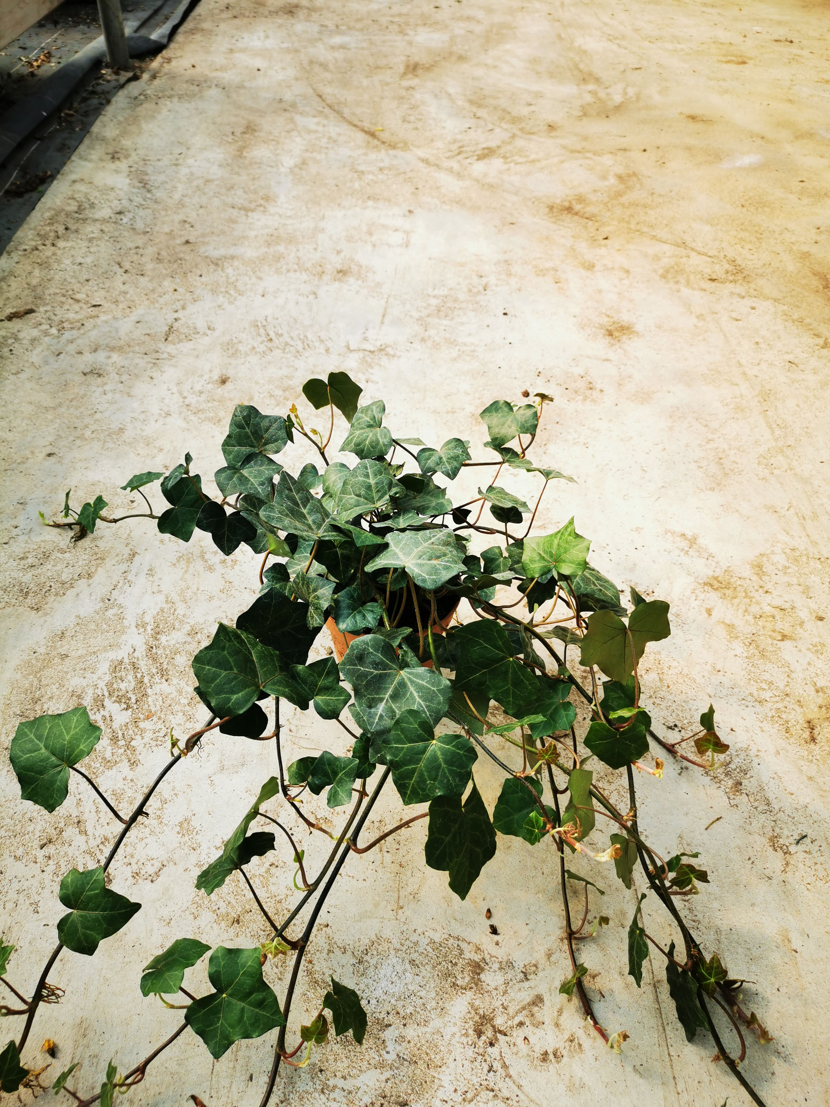 Lierre pot de 9cm vert