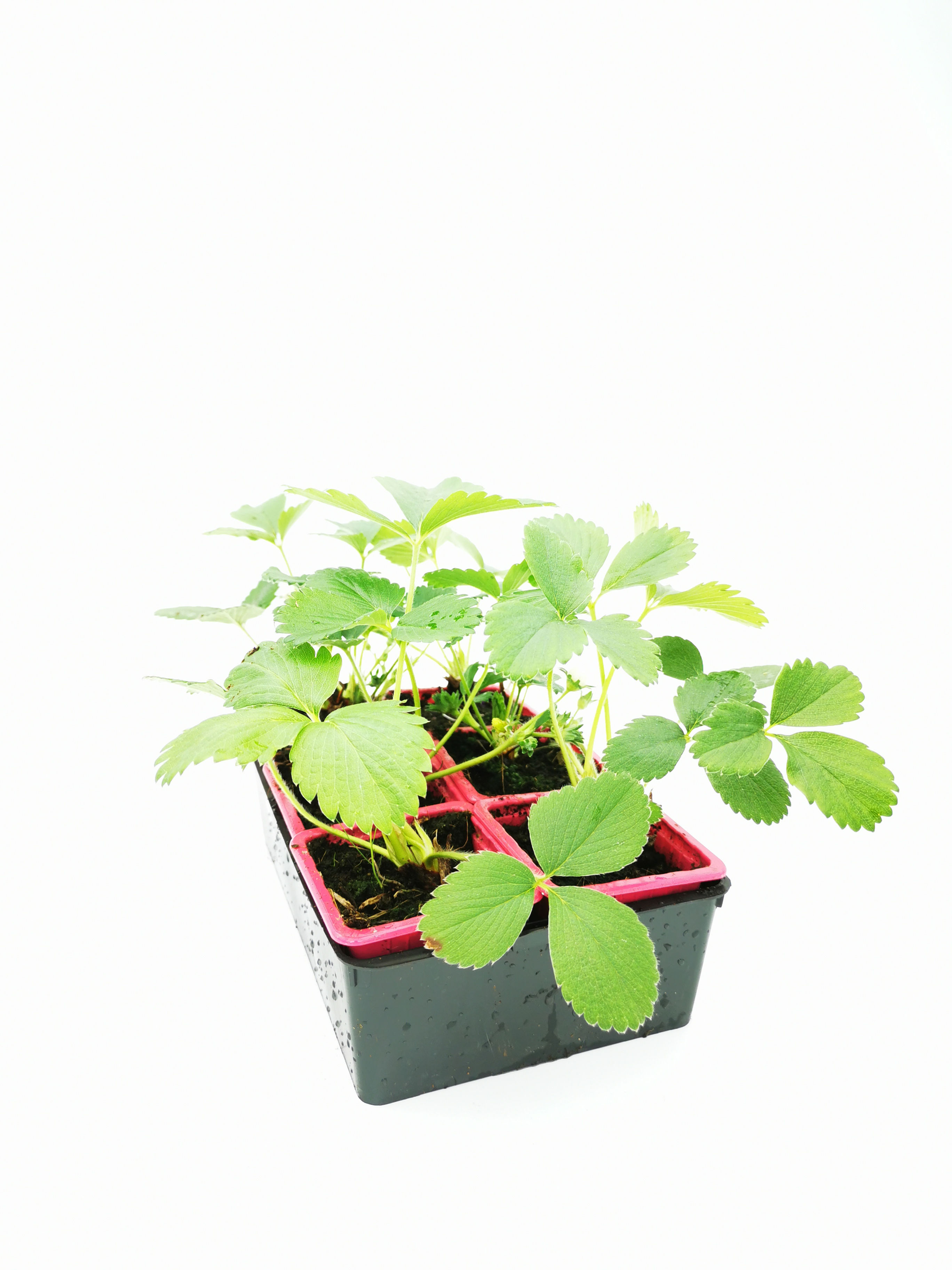 Plants de fraise (6 plants par barquette) (Leg)