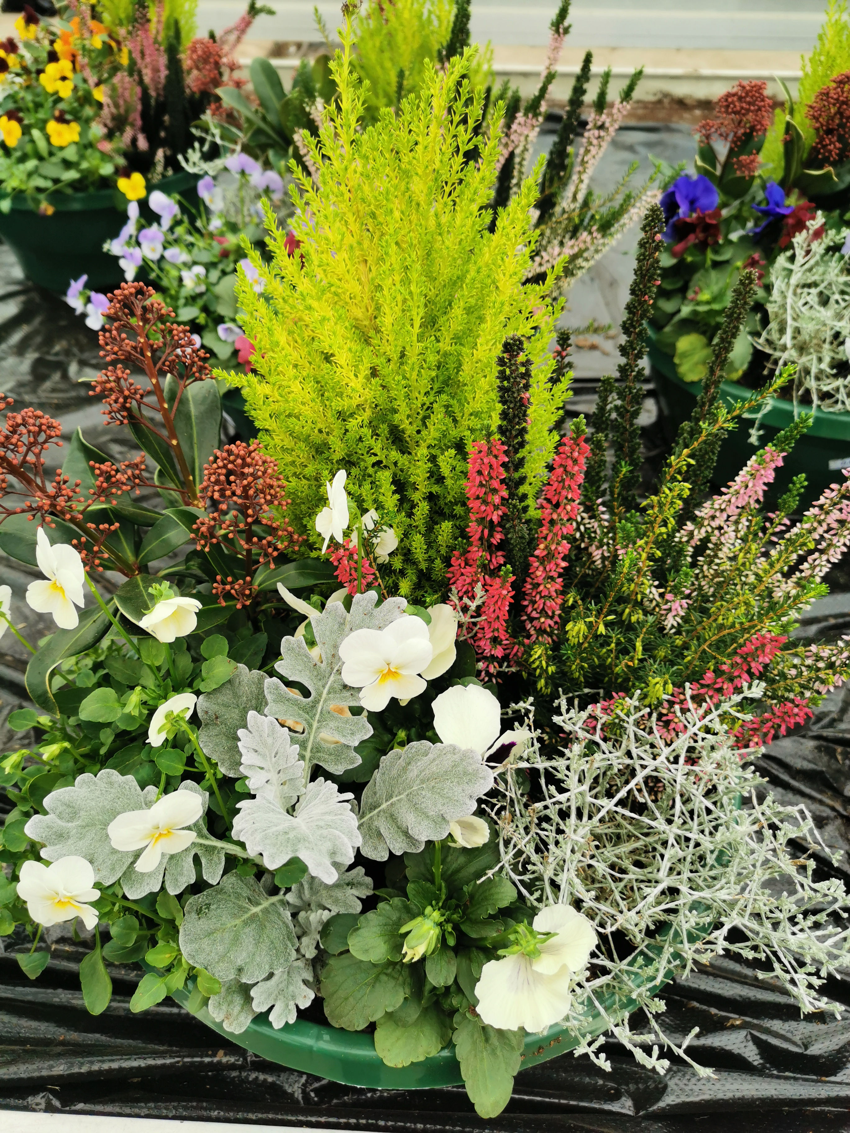 Coupe automnale (Comp)