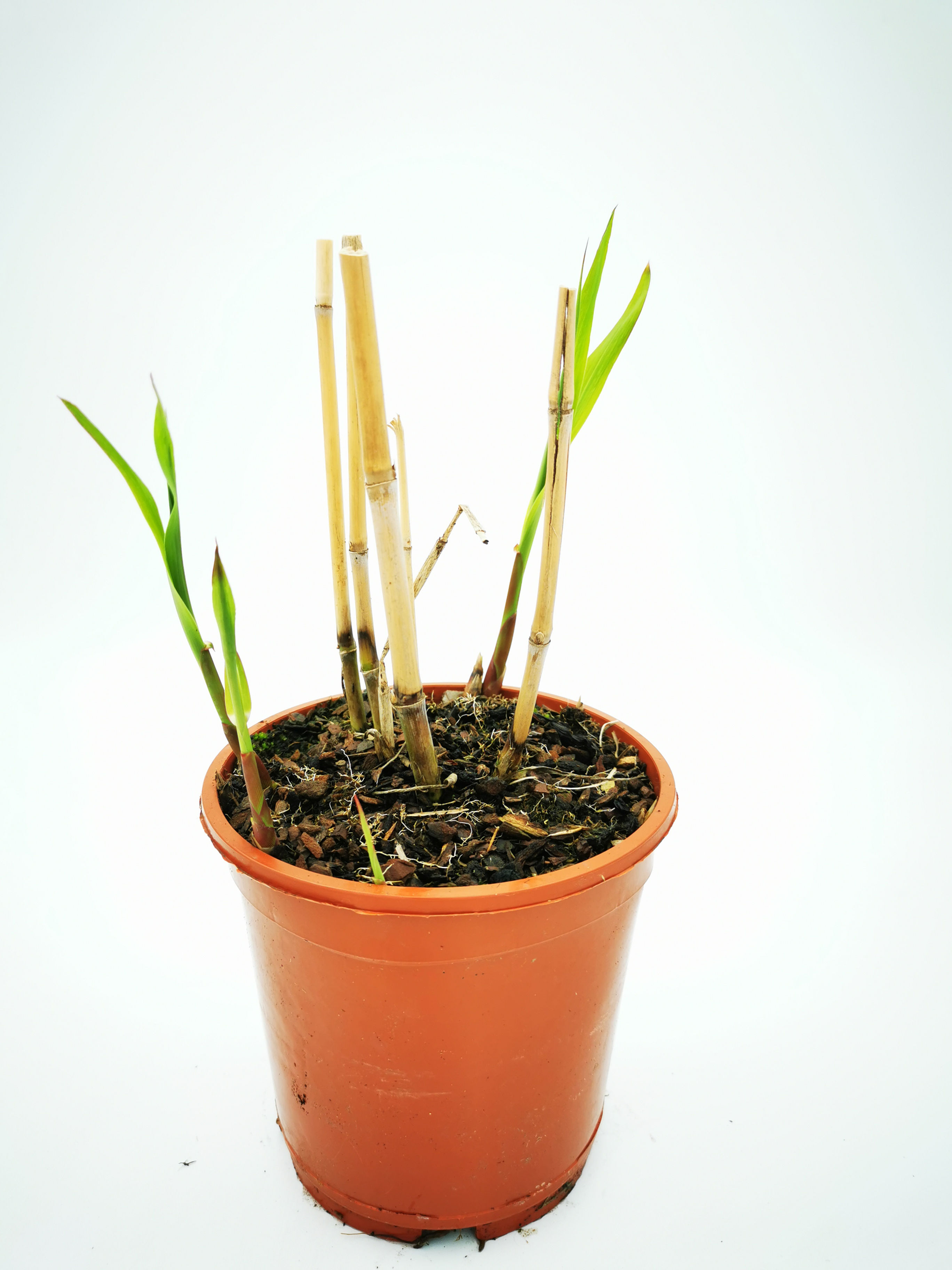Miscanthus floridulus giganteus (Gram)