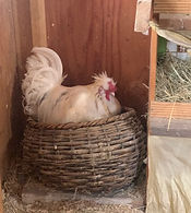 Vinnie testing the nests