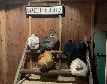 Our flock