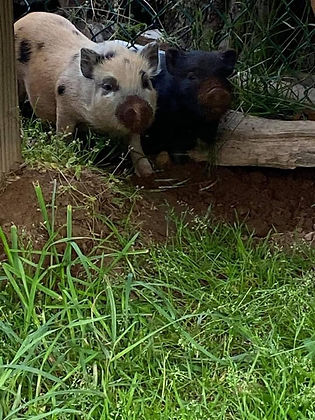 miles and petunia2.jpeg