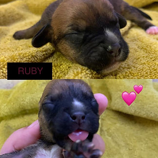 ruby.jpeg