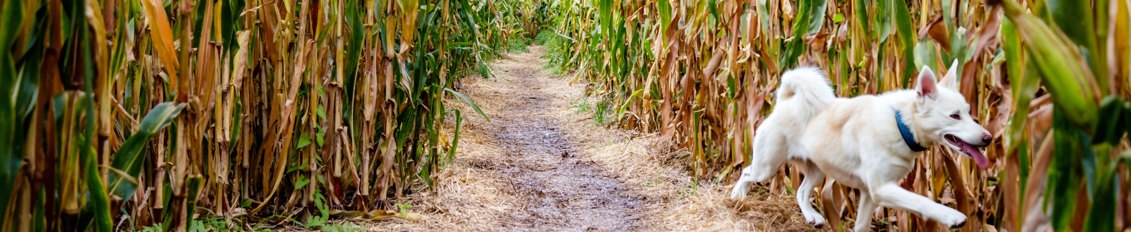 canines in the corn.-2webp.webp
