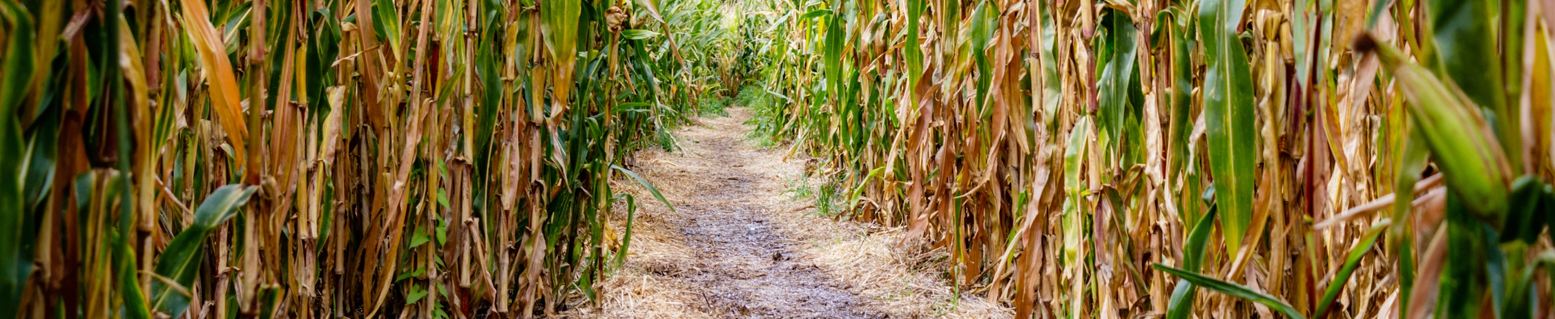 generic corn.webp