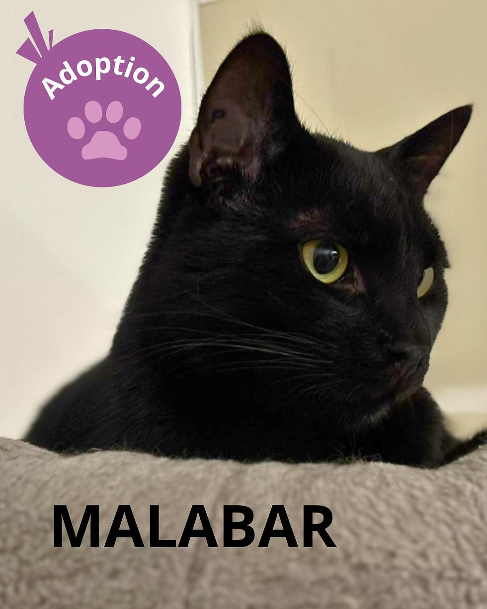 Malabar affichette.jpg