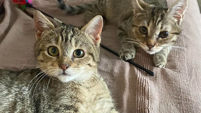 Adopter un duo de chats