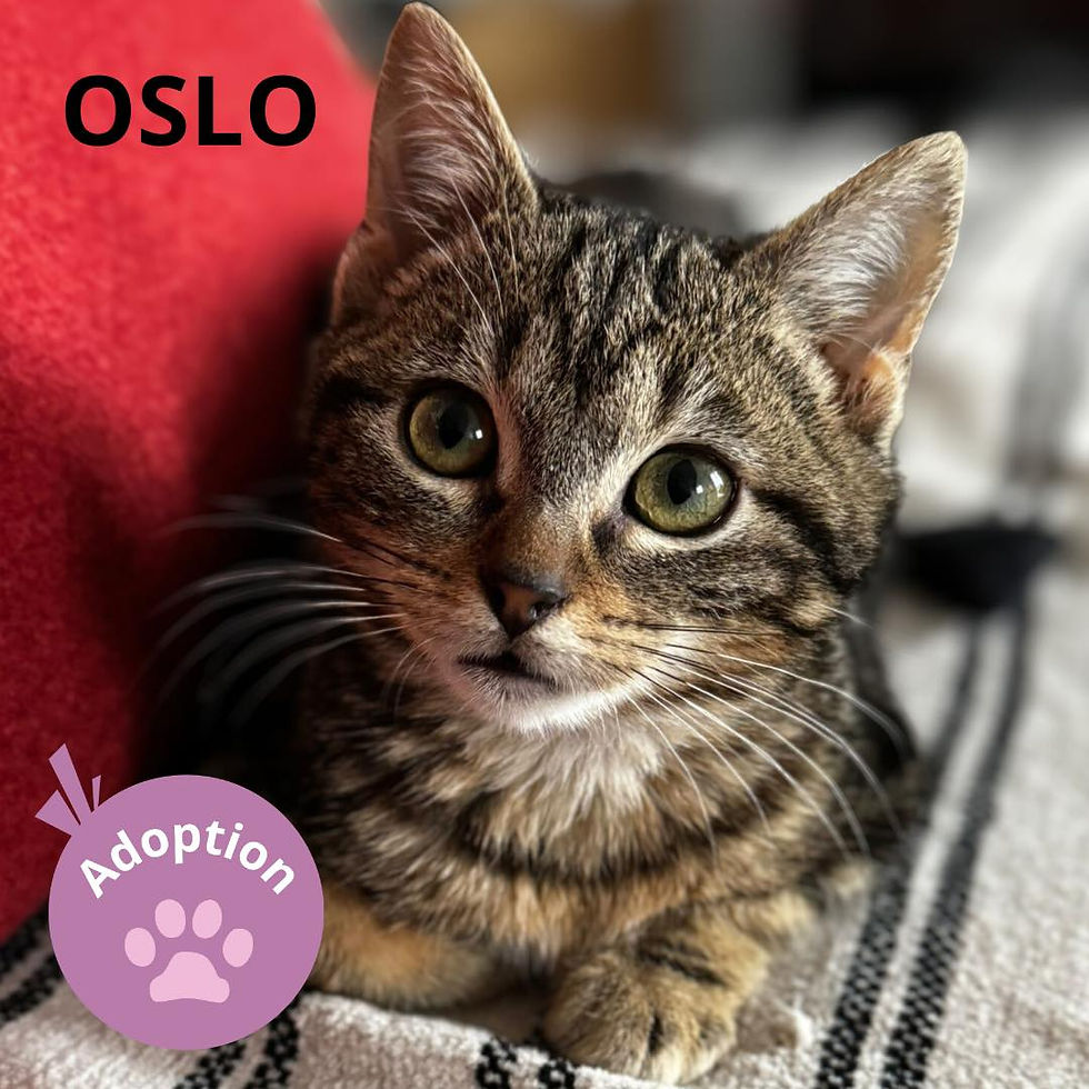 Oslo affichette.jpg