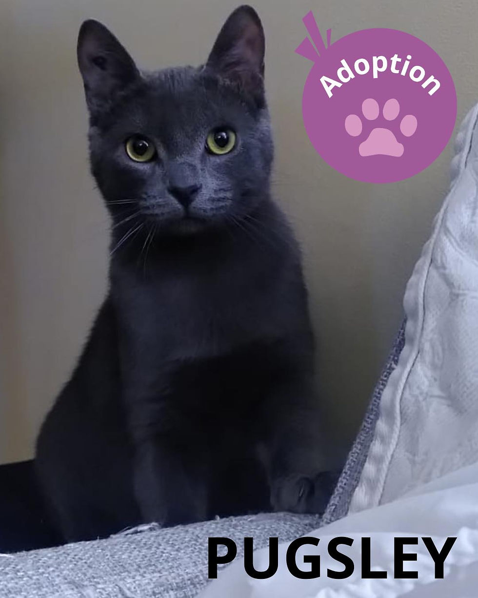Pugsley affichette.jpg
