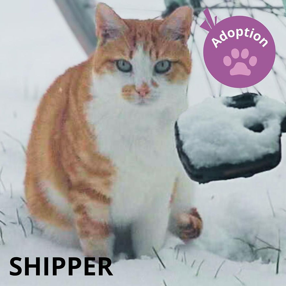 Shipper addichette.jpg