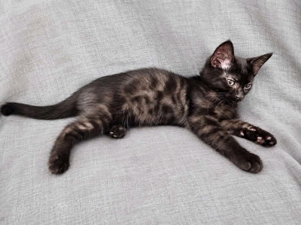 Mochi 01.jpg