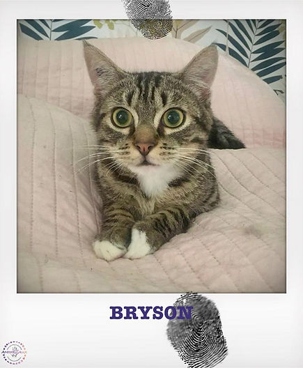 Bryson portrait.jpg