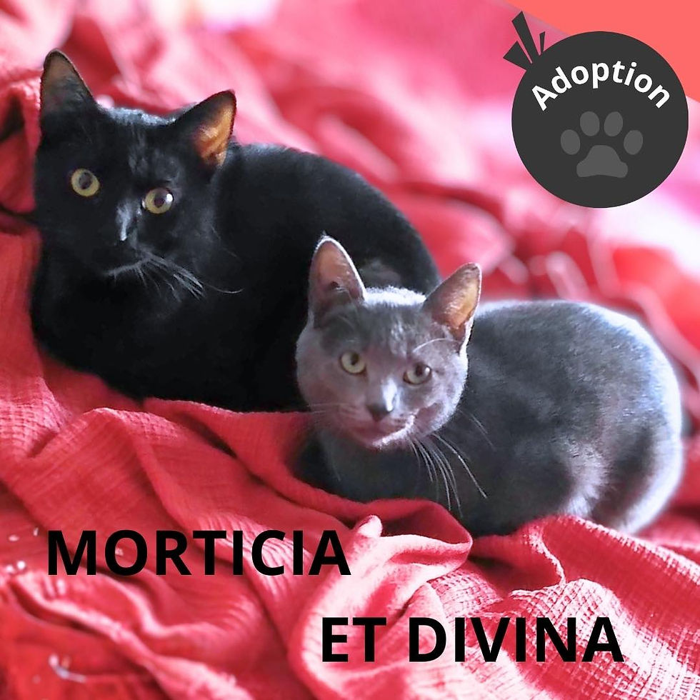 Morticia Divina affichette.jpg